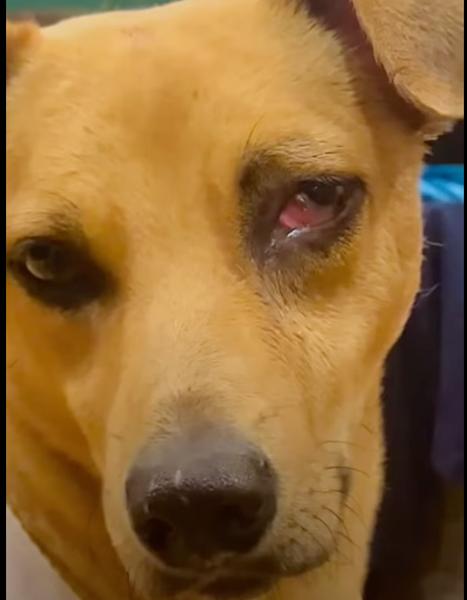 Así sanaron los ojos de nuestra perrita con BEECHEII