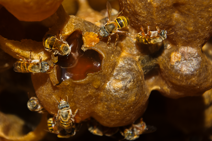 La miel de abeja Melipona Beecheii en las vías respiratorias